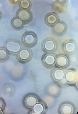Figure 5 (Middle): Four different specimens showing spherulites 'swimming' in translucent chalcedony. The first three with clear chalcedony are likely from later collection finds, e.g. the two Marovato deposits ('veins 3/4') of 2013/14. The fourth (two closeups) with green chalcedony is from the earliest collection of translucent material, 1999/2000, and exhibits multiple ringed spherulites with vividly colorful nuclei that by eye show a random mixture of mineral particulates, e.g. iron oxide/hydroxide. Lieber's specimen in his Fig. 5 (Middle) is a quite rare green translucent with small (mm, sub-mm) round white/cream spherulites, and is a small closeup (10mm width). The colorful specimen shown here has much larger compound spherulites (5mm average). Translucent specimens with spherulites were reportedly found in early mined deposits, though due to the lack of cataloguing and documentation, we are largely unaware of just what types of translucents were mined, when and where. The colorful types span deposits 1-4 and are often smoothly 'connected' to, or interconnected with, semi-translucent or opaque varieties. I show an example of this in the Photo Gallery 16, and there are several examples in my book. Picture/specimen height: ~22mm.
